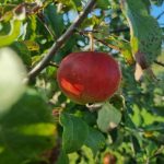 Co se stane, když jabloň deset let neprořežete: umění tvarovat korunu beze strachu co-se-stane-kdyz-jablon-deset-let-neprorezete-umeni-tvarovat.jpg