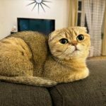 Co se stane, když je kočka krmena pouze suchým krmivem: mýtus o vlhkosti a napadených ledvinách co-se-stane-kdyz-je-kocka-krmena-pouze-suchym-krmivem.jpg