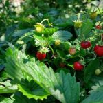 Kolika let se dožívají zahradní jahody: kdy je čas obnovit plantáž? kolika-let-se-dozivaji-zahradni-jahody-kdy-je-cas-obnovit.jpg