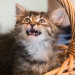 Proč kočka škrábe nábytek, i když je tam škrabadlo: souboj textur a teritorií proc-kocka-skrabe-nabytek-i-kdyz-je-tam-skrabadlo-souboj.jpg