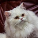 Proč kočka syčí na hosty: introverze nebo staré bezpečnostní protokoly proc-kocka-syci-na-hosty-introverze-nebo-stare-bezpecnostni-protokoly.jpg