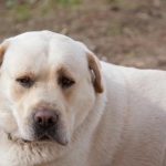 Proč vás starý pes pronásleduje: geriatrická úzkost a hledání opory proc-vas-stary-pes-pronasleduje-geriatricka-uzkost-a-hledani-opory.jpg